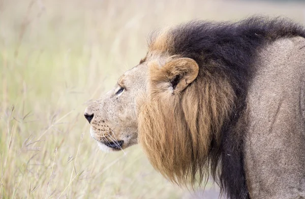 Afrikaanse leeuw in de savanne — Stockfoto