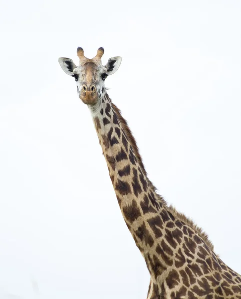 Die afrikanische Giraffe — Stockfoto