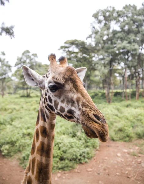 African żyrafa — Zdjęcie stockowe