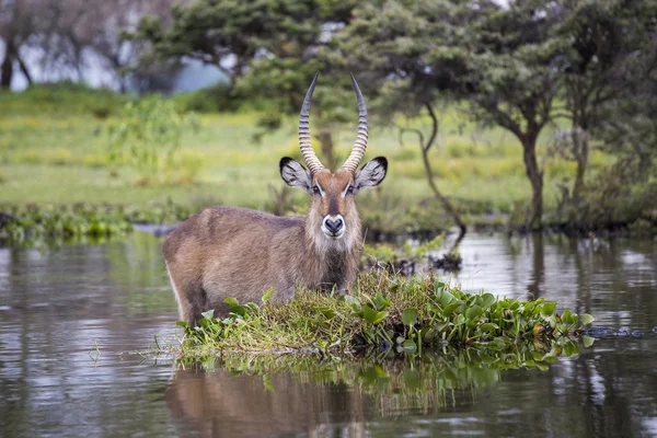 Água Buck no Lago Naivasha, no Quênia — Fotografia de Stock