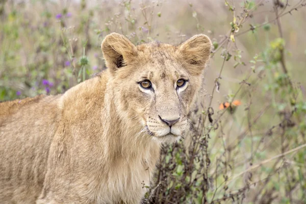 Savana içinde genç aslan — Stok fotoğraf