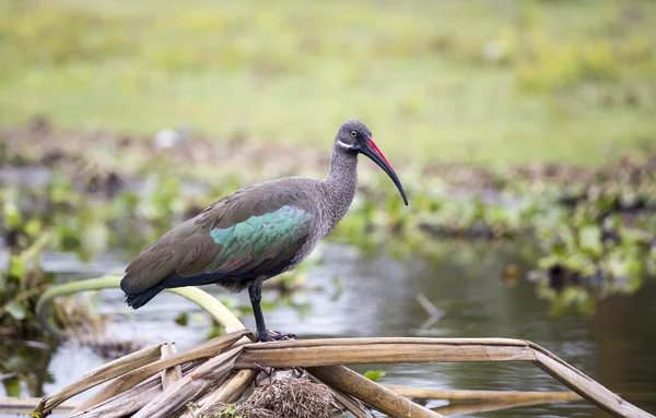 Hadada ibis fågel — 图库照片