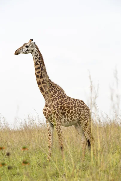 Żyrafa w mieście savanna — Zdjęcie stockowe