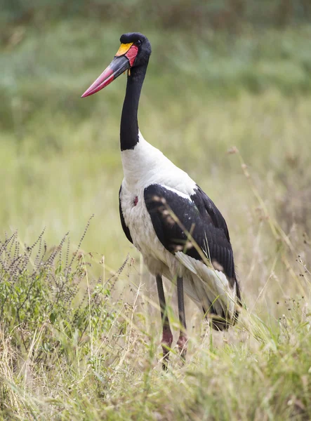 eyer - gagalı leylek