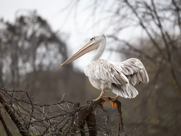 Білий Пеликан на гілці дерева Ліцензійні Стокові Фото