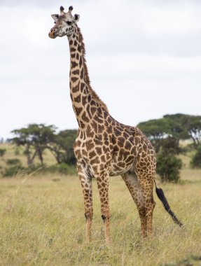 Giraffe in the savanna clipart