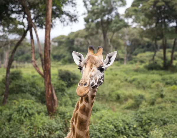 Retrato de girafa na floresta — Fotografia de Stock