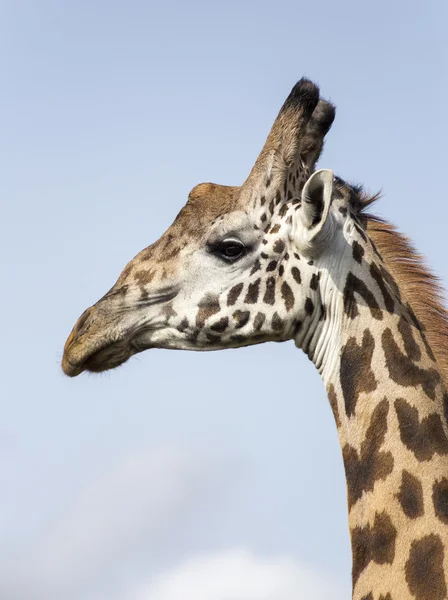 Giraffen-Porträt — Stockfoto