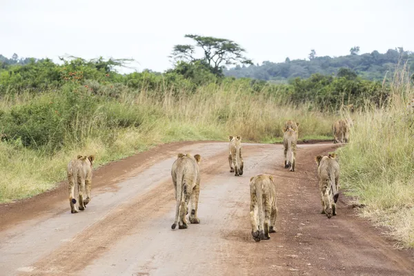 Young lions in the savanna — Stock Photo, Image