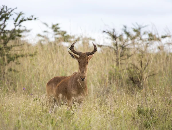 Lichtensteina i hartebeest w Afrykańskiej sawanny — Zdjęcie stockowe