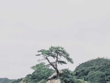 Kıyıdaki Japon palmiyesi 