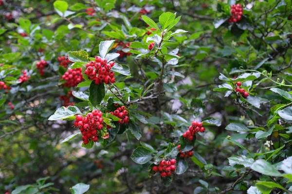 Φθινοπωρινά Φύλλα Και Καρποί Του Crataegus Hawthorn Rickthorn Tree Φρούτα — Φωτογραφία Αρχείου