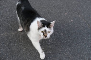 Genç hamile kedi, siyah benekli beyaz hayvan sokakta yürüyor, hayvan yürüyüşü konsepti, hareket ve sağlık