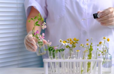 Kadın bilim adamı, üniversite laboratuvarında analiz için bitki örnekleri hazırlıyor, bitki DNA 'sı, konsept bilimi, kimya, biyoloji laboratuvarı, insan profesyonelleri, doğal tıp