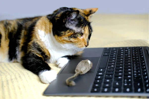 美しい茶色の大人の国内猫は コンピュータ 遠隔学習の概念 コンピュータリテラシー 禁止されたコンテンツを見て 4本足のペット ペットケア 日常生活を維持します — ストック写真
