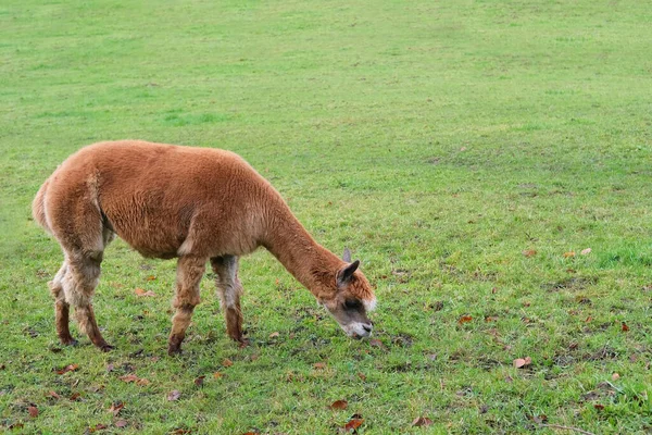 Vacker Fyllig Brun Lama Aptitligt Tugga Gräs Grön Betesmark Saftig — Stockfoto