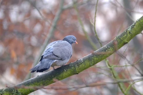 Pigeon Des Bois Sauvage Columba Palumbus Assis Dans Forêt Sur — Photo