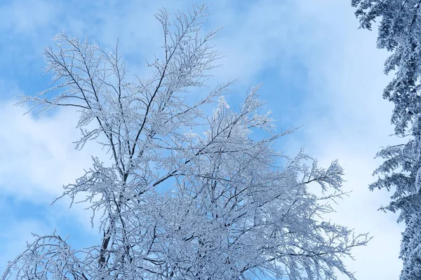 白雪覆盖的树枝在明亮蓝天的背景下 下着大雪 天气状况的概念 设计师漂亮的背景 — 图库照片