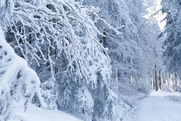 美丽的冬季风景 覆盖着白雪的冷杉树枝 大路漫漫 漫步在白森林里 为纪录片和故事片捕捉恶劣的天气 电视剧系列 — 图库照片