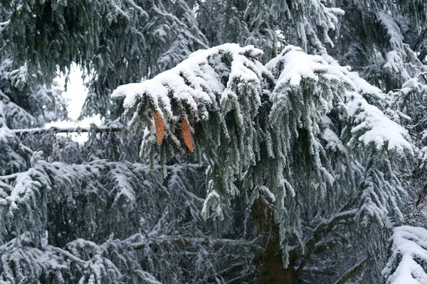 Gyönyörű Téli Táj Hófödte Bolyhos Fenyőfák Fenyőtoboz Fenyőmaggal Hóesés Hegyekben — Stock Fotó