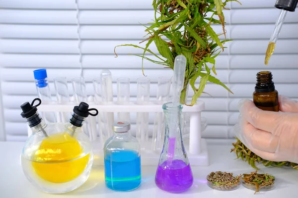 医用大麻实验室科学研究 绿色大麻植物 提取物生产概念 大麻酚油 吸毒成瘾问题 — 图库照片