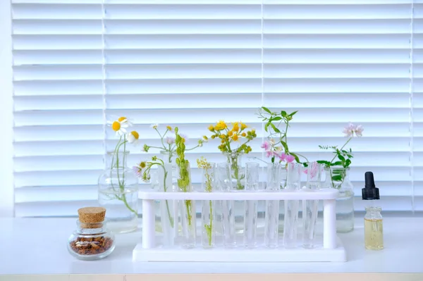 Minta Növények Elemzésére Egyetemi Laboratóriumban Tanulmányok Növényi Dns Koncepció Tudomány — Stock Fotó