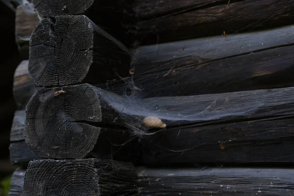 Nahaufnahme Brauner Baumstämme Mit Alter Farbe Natürliche Holzstruktur Dunkler Rahmen — Stockfoto