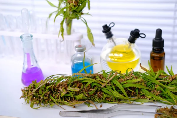 医用大麻实验室科学研究 绿色大麻植物 提取物生产概念 大麻酚油 吸毒成瘾问题 — 图库照片