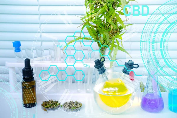 Investigación Científica Laboratorio Marihuana Medicinal Plantas Cannabis Verde Extracto Concepto — Foto de Stock