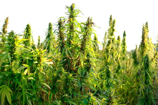green cannabis plants growing in medical cannabis fields in Germany, medical marijuana legalization concept, cannabidiol oil production, CBD, drug trafficking, drug addiction
