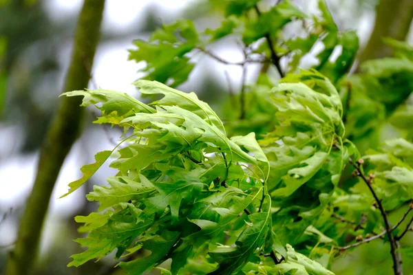 Young Green Leaves Marsh Oak Quercus Palustris Spring Garden Summer — Stockfoto
