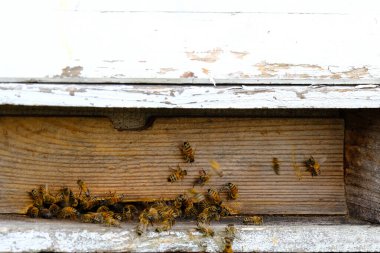 Tahta arı kovanları yaz, parlak güneş arı evlerini aydınlatıyor, böcekler toplanan bal ile eve uçuyor, arıcılık kavramı, faydalı bal elde etme, doğal ekolojik ürün