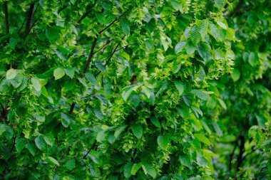 young green leaves of marsh oak, Quercus palustris in a spring garden, summer park stretched out from strong wind, tree branches sway in the background, hurricane concept, storms