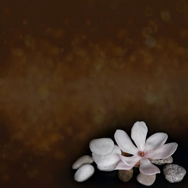 Bellissimo Fiore Magnolia Rosa Acqua Pietre Bianche Lisce Concetto Trattamenti — Foto Stock