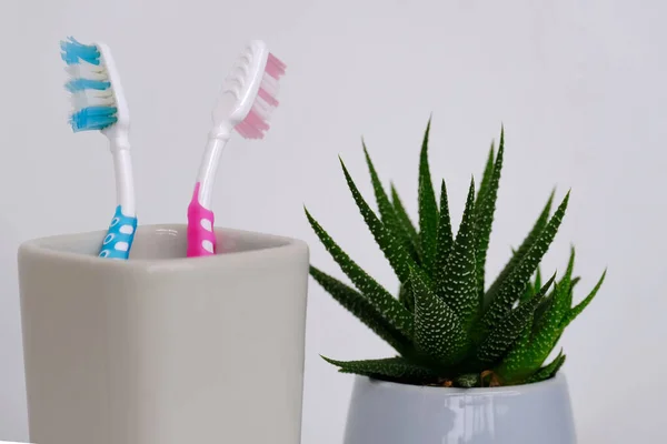 玻璃杯中牙刷的特写 室内花卉 日常生活习惯的概念 口腔卫生 家庭关系的象征 — 图库照片