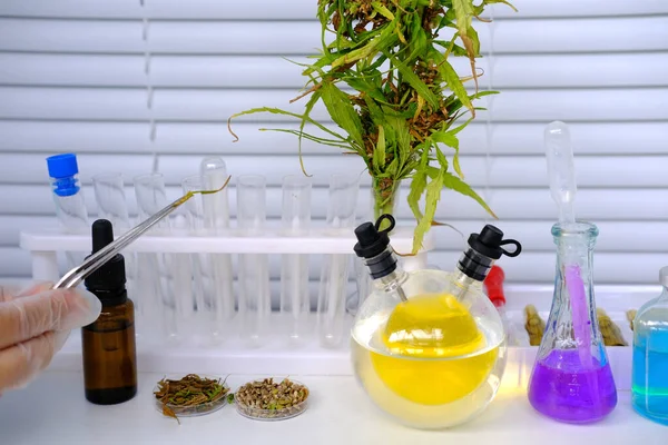 Laboratoire Marijuana Médicale Recherche Scientifique Plantes Cannabis Vert Concept Production — Photo