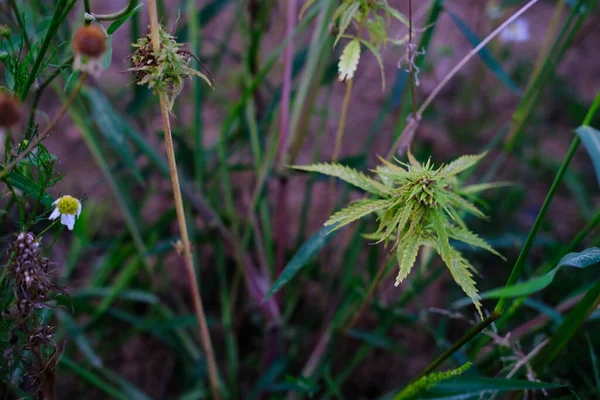 green cannabis plants growing on medical cannabis fields in Germany, concept of medical marijuana legalization, drug trafficking