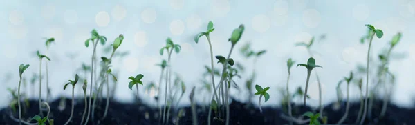 Unga Plantor Tunna Groddar Gröna Cannabisplantor Extraktionskoncept Cannabidiololja Narkotikahandel Problem — Stockfoto