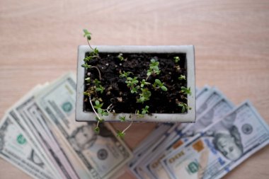 Amerikan dolarlarının yakın plan çekimleri, genç bitki filizleri, ince filizler, yeşil kenevir bitkileri, özüt üretim konsepti, esrar yağı, uyuşturucu kaçakçılığı, insan bağımlılığı sorunları