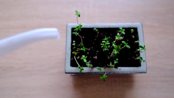 Φυτά Νεαρών Φυτών Λεπτά Φύτρα Πράσινα Φυτά Κάνναβης Έννοια Παραγωγής — Αρχείο Βίντεο