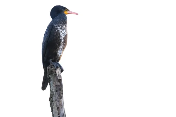 Phalacrocorax Lucidus Weißbrustkormoran Massiver Schwarzer Vogel Mit Gurtfüßen Langer Hals — Stockfoto