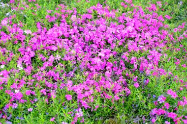 Güzel bahçe yatağının yakın çekimi, pembe, mor, Aubrieta 'nın küçültülmüş çiçekleri rüzgârda sallanıyor, doğal yağlar kavramı, rahatlama için eflatun arka planı, bahçecilik kavramı.
