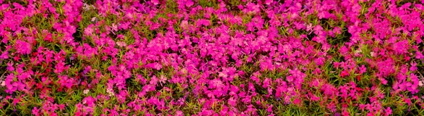 Primer Plano Hermosa Cama Jardín Rosa Púrpura Flores Tamaño Inferior — Foto de Stock