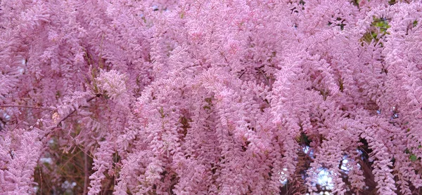 Mooie Pluizige Takken Kralen Struik Tamarix Lila Bloemen Zwaaien Wind — Stockfoto