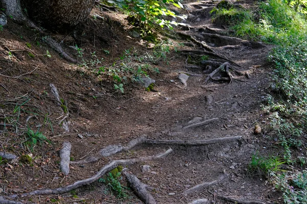 Trilha Caminhadas Floresta Verde Raízes Árvores Salientes Terra Marrom Conceito — Fotografia de Stock