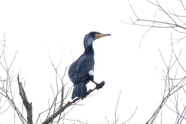 Phalacrocorax Lucidus Weißbrustkormoran Massiver Schwarzer Vogel Mit Gurtfüßen Langer Hals — Stockfoto