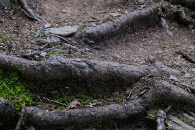 Yeşil ormanda yürüyüş yolu, çıkıntılı ağaç kökleri, kahverengi toprak, konsept turist doğa yürüyüşü, dağlara tırmanmak, doğa koruma, gezegen ekolojisi, ısınma sorunu, iklim değişikliği