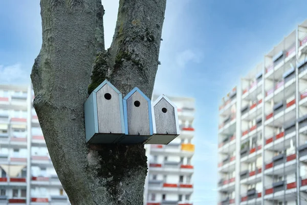 도시의 줄기에 새들을 깃털이 손님을 아파트 동물을 — 스톡 사진