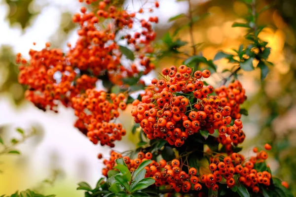 Decorative Trees Shrubs Beautiful Red Berries Fruits Autumn Garden Pyracantha — Stock Photo, Image