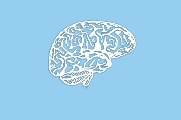 Mänsklig Hjärna Modell Ljusblå Bakgrund Begreppet Sinnesnivå Intellektuella Prestationer Möjlighet — Stockfoto